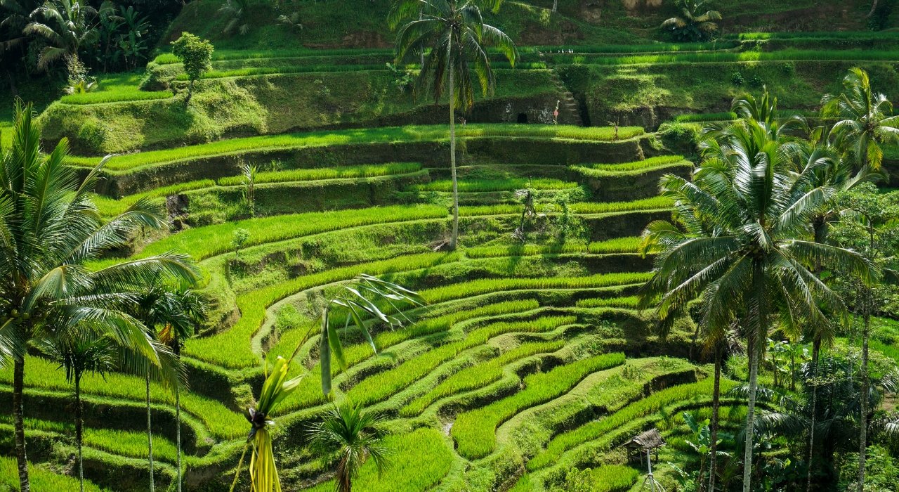 tegallalang-riceterrace-ubud.jpg
