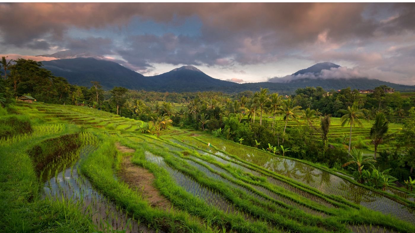 atiluwih Rice Terrace tour with a Bali Private Driver