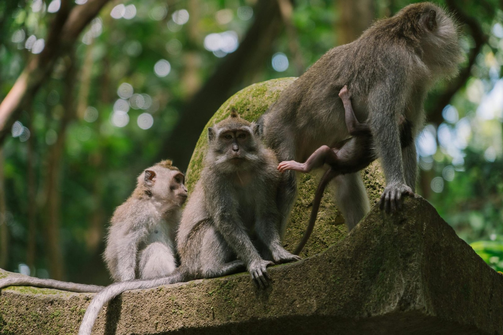 - Monkey - forest – Nikmati Keindahan dengan Bali Private Driver